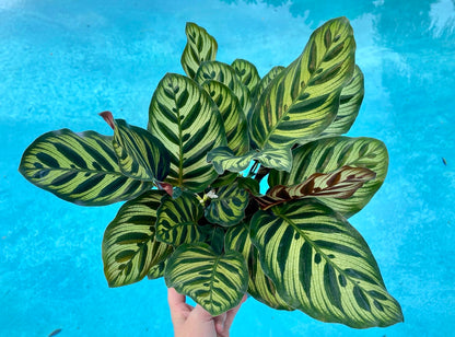 Calathea Makyoana, 6” pot