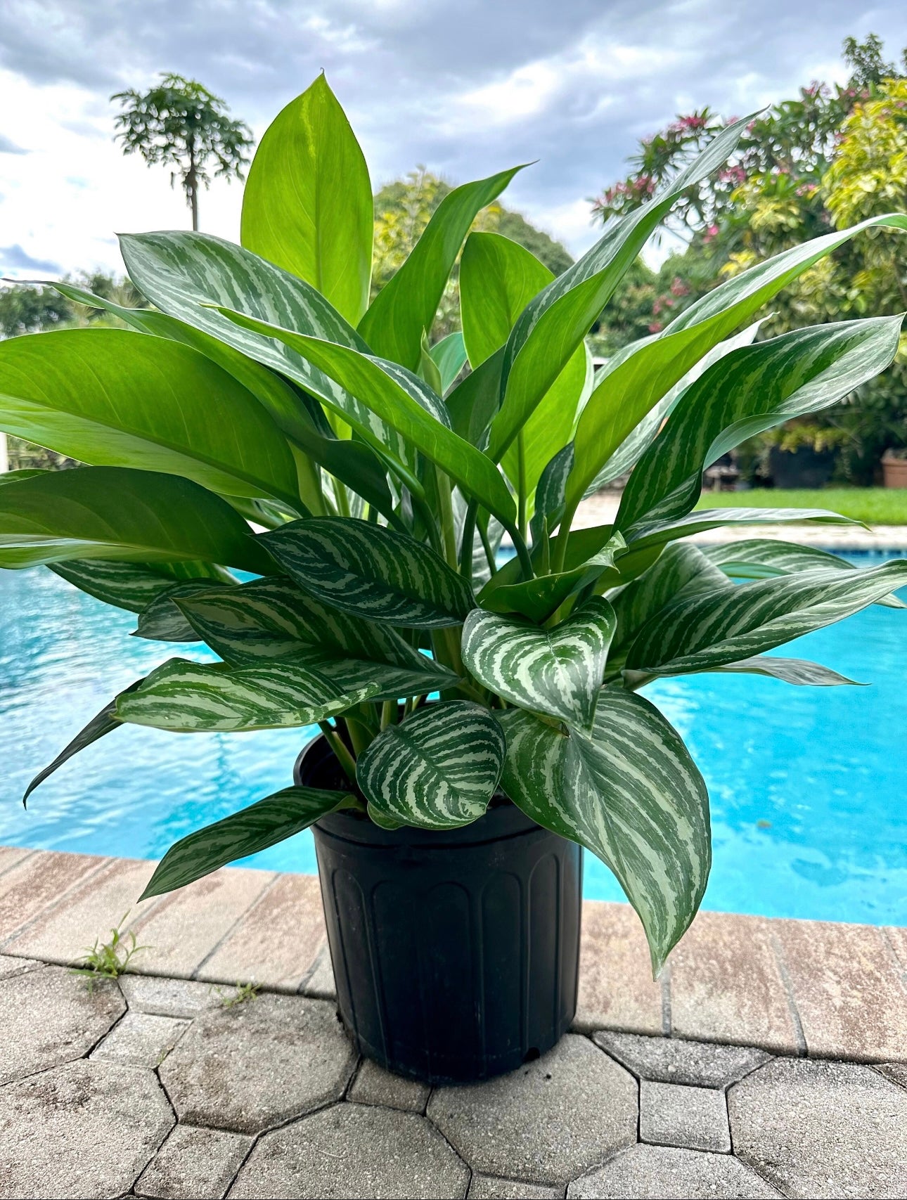 aglaonema red stripe Aglaonema Stripes, 10" pot – Green Millennium