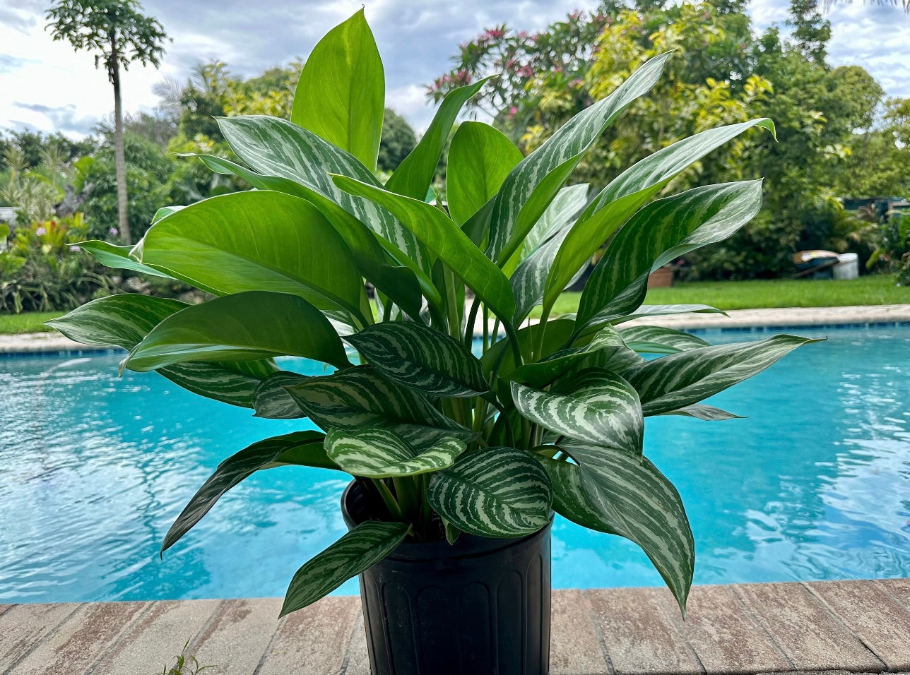 tropical aglaonema Aglaonema Stripes, 10" pot – Green Millennium