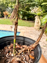 Load image into Gallery viewer, Variegated Rhapis, 1 g pot