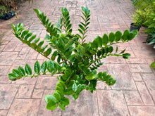 Load image into Gallery viewer, ZZ plant, 10” pot XXL for pot size