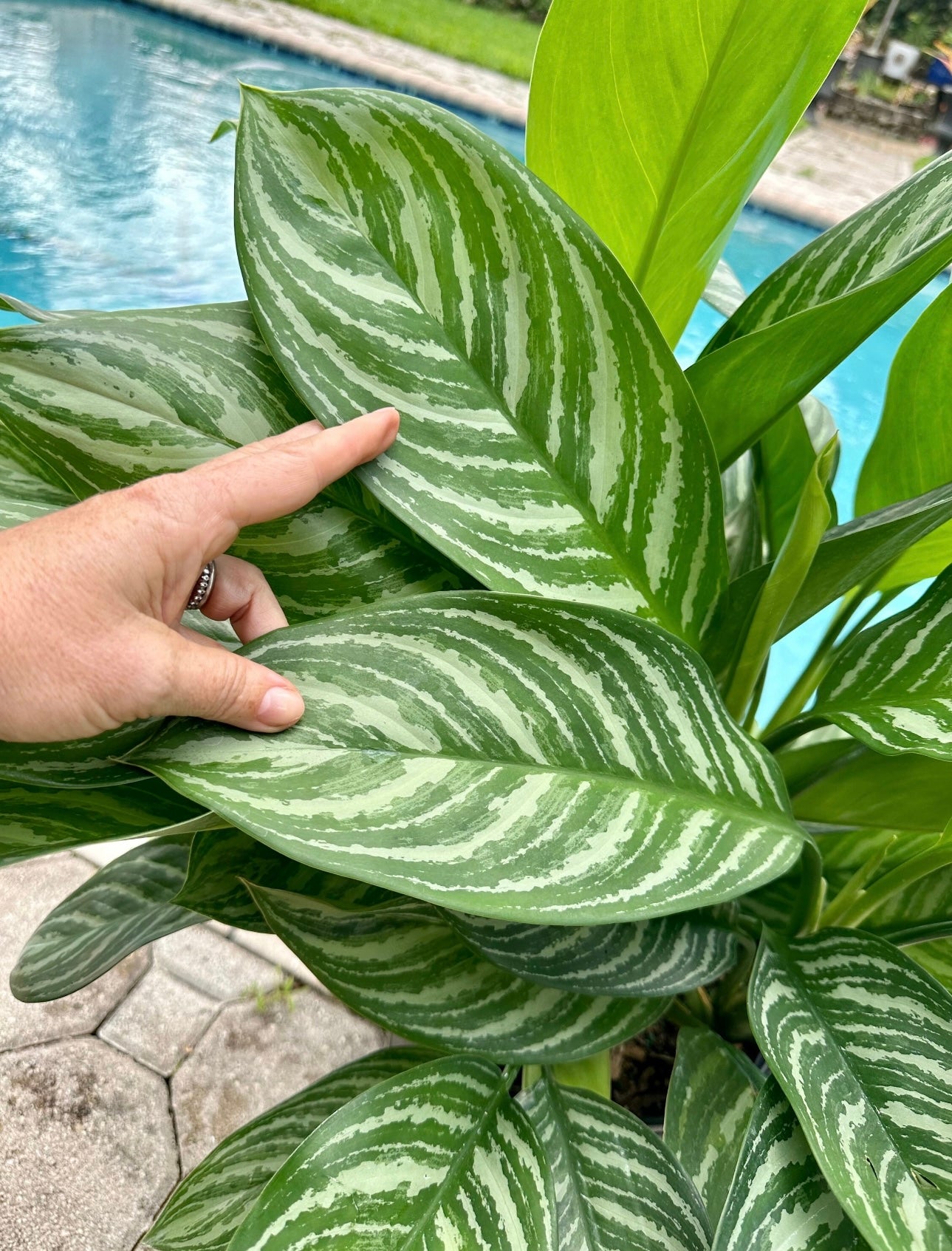 aglaonema cory Aglaonema Stripes, 10" pot