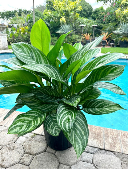Aglaonema Stripes, 10&quot; pot