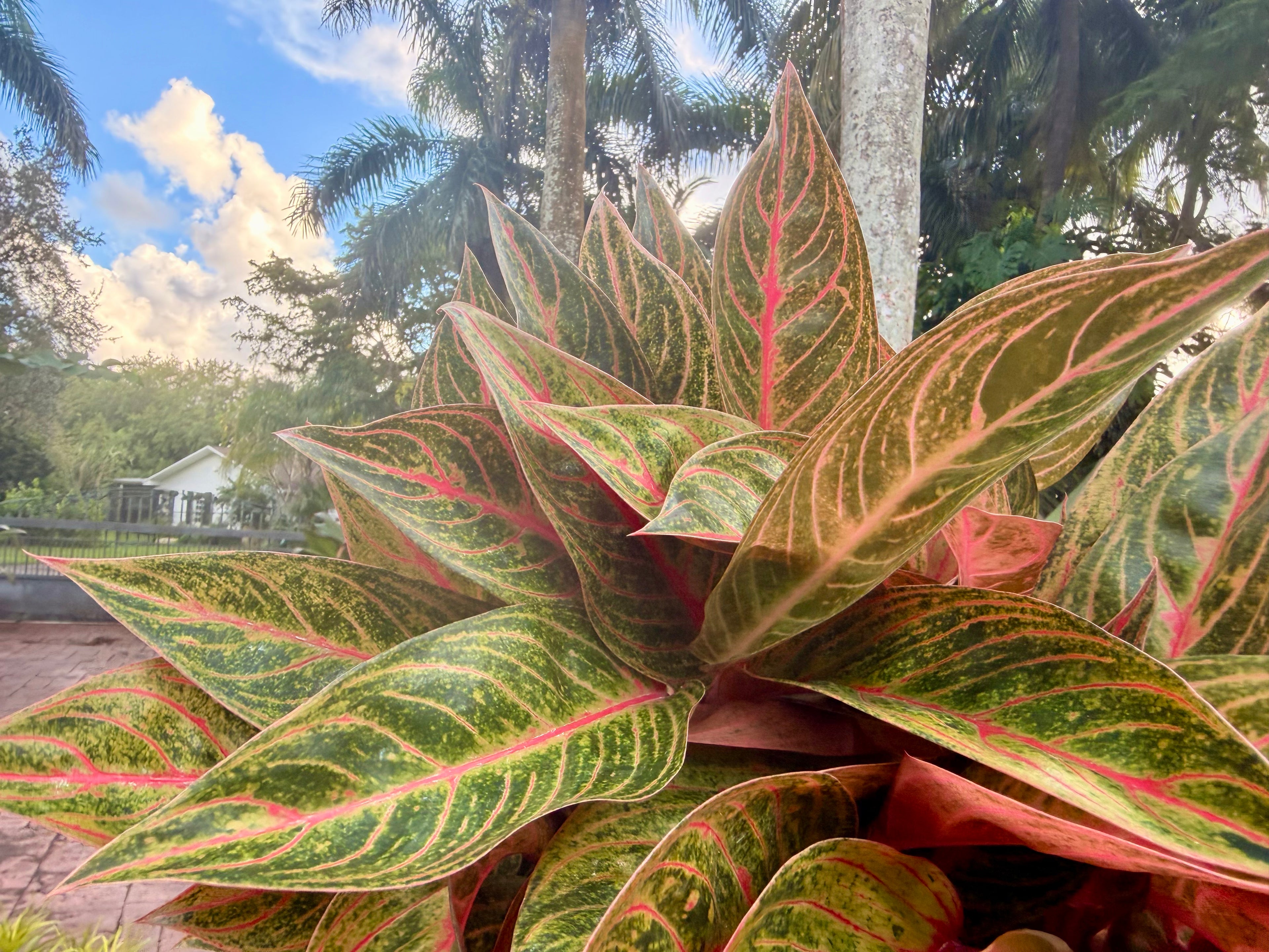 Aglaonema Red Peacock, 8” pot