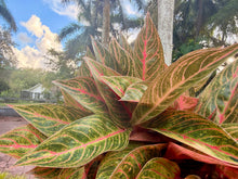 Load image into Gallery viewer, Aglaonema Red Peacock, 8” pot