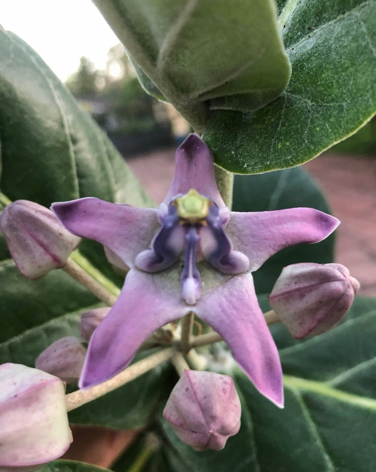 Crown Flower, 10” pot