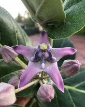 Load image into Gallery viewer, Crown Flower, 10” pot