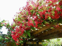 Load image into Gallery viewer, Double Rangoon Creeper, 10” pot Vine on trellis