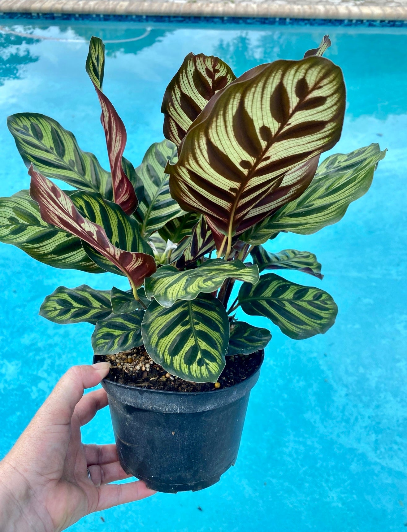 Calathea Makyoana, 6” pot
