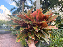 Load image into Gallery viewer, Aglaonema Red Peacock, 8” pot