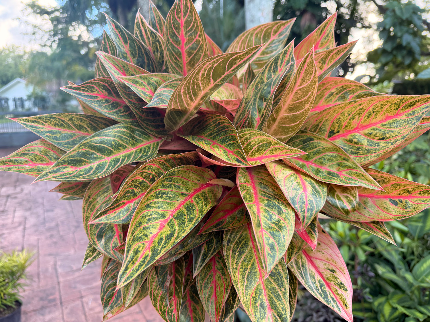 Aglaonema Red Peacock, 8” pot