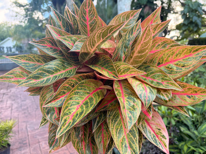 Aglaonema Red Peacock, 8” pot