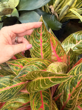 Load image into Gallery viewer, Aglaonema Red Peacock, 8” pot
