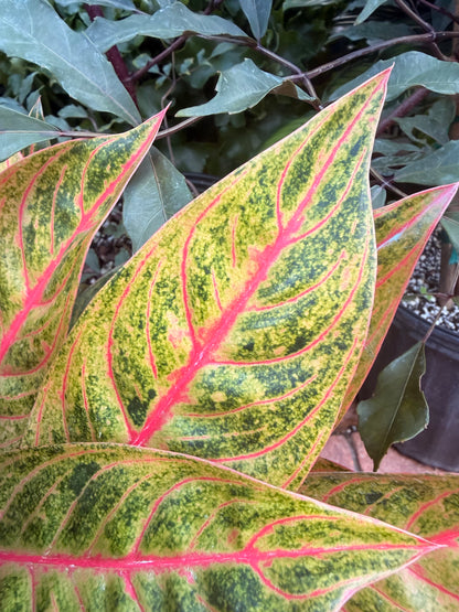 Aglaonema Red Peacock, 8” pot