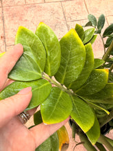 Load image into Gallery viewer, ZZ plant, 10” pot XXL for pot size