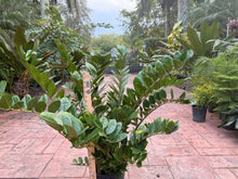 Load image into Gallery viewer, ZZ plant, 10” pot XXL for pot size