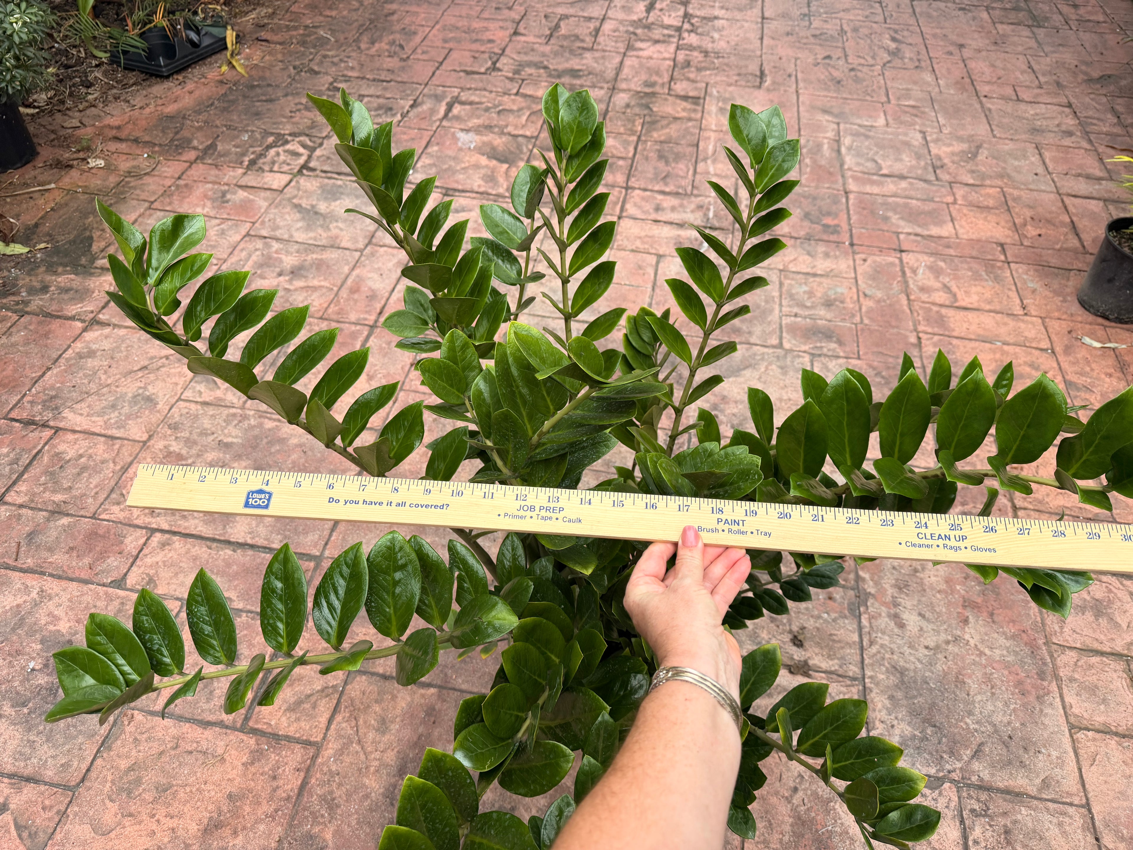 ZZ plant, 10” pot XXL for pot size