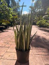 Load image into Gallery viewer, Sansevieria Bantels Sensation, 10” pot