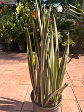 Load image into Gallery viewer, Sansevieria Bantels Sensation, 10” pot