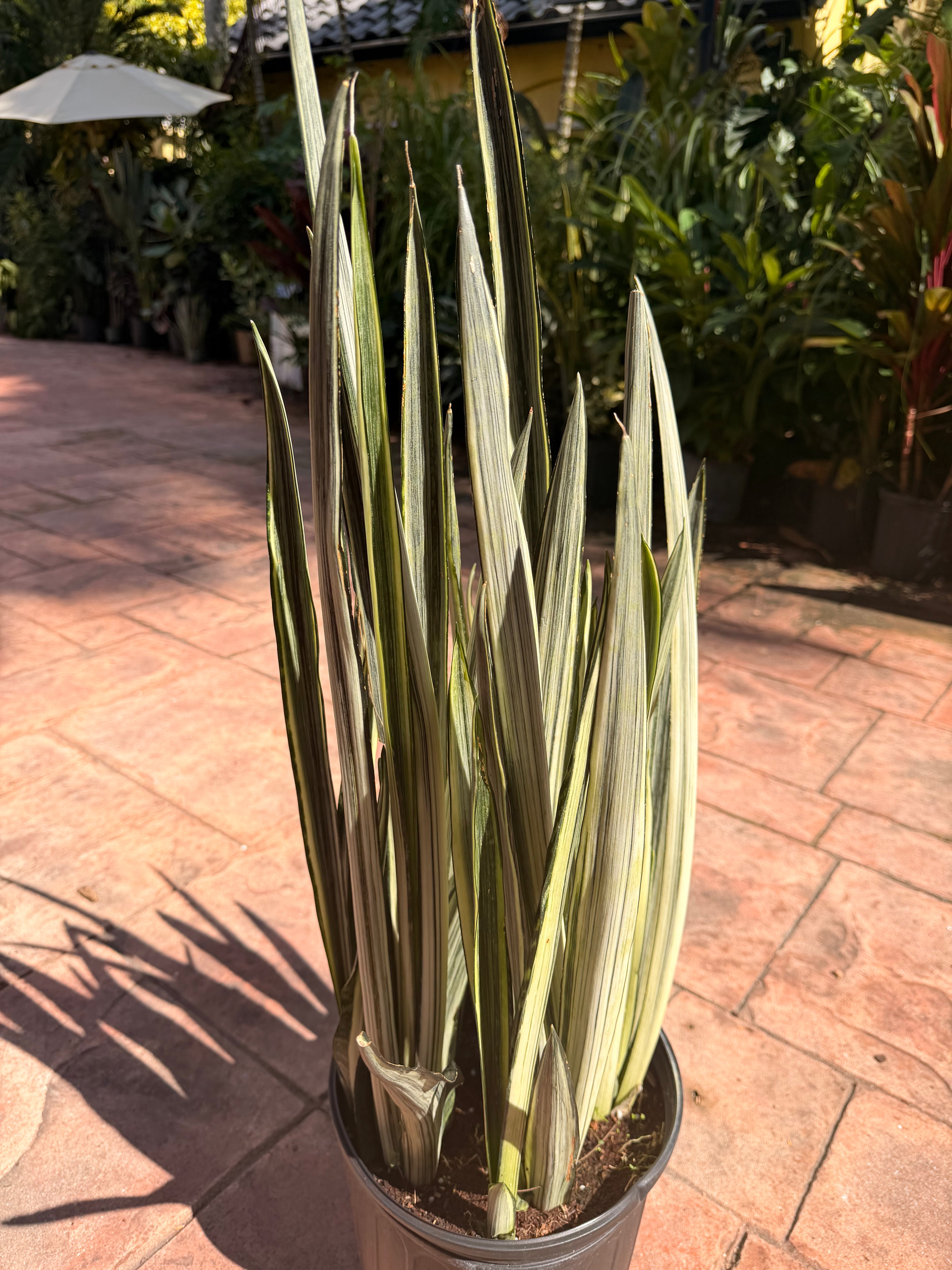 Sansevieria Bantels Sensation, 10” pot