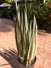 Load image into Gallery viewer, Sansevieria Bantels Sensation, 10” pot
