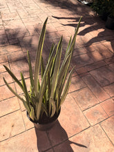 Load image into Gallery viewer, Sansevieria Bantels Sensation, 10” pot