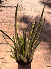 Load image into Gallery viewer, Sansevieria Bantels Sensation, 10” pot