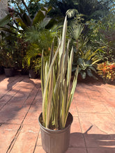 Load image into Gallery viewer, Sansevieria Bantels Sensation, 10” pot