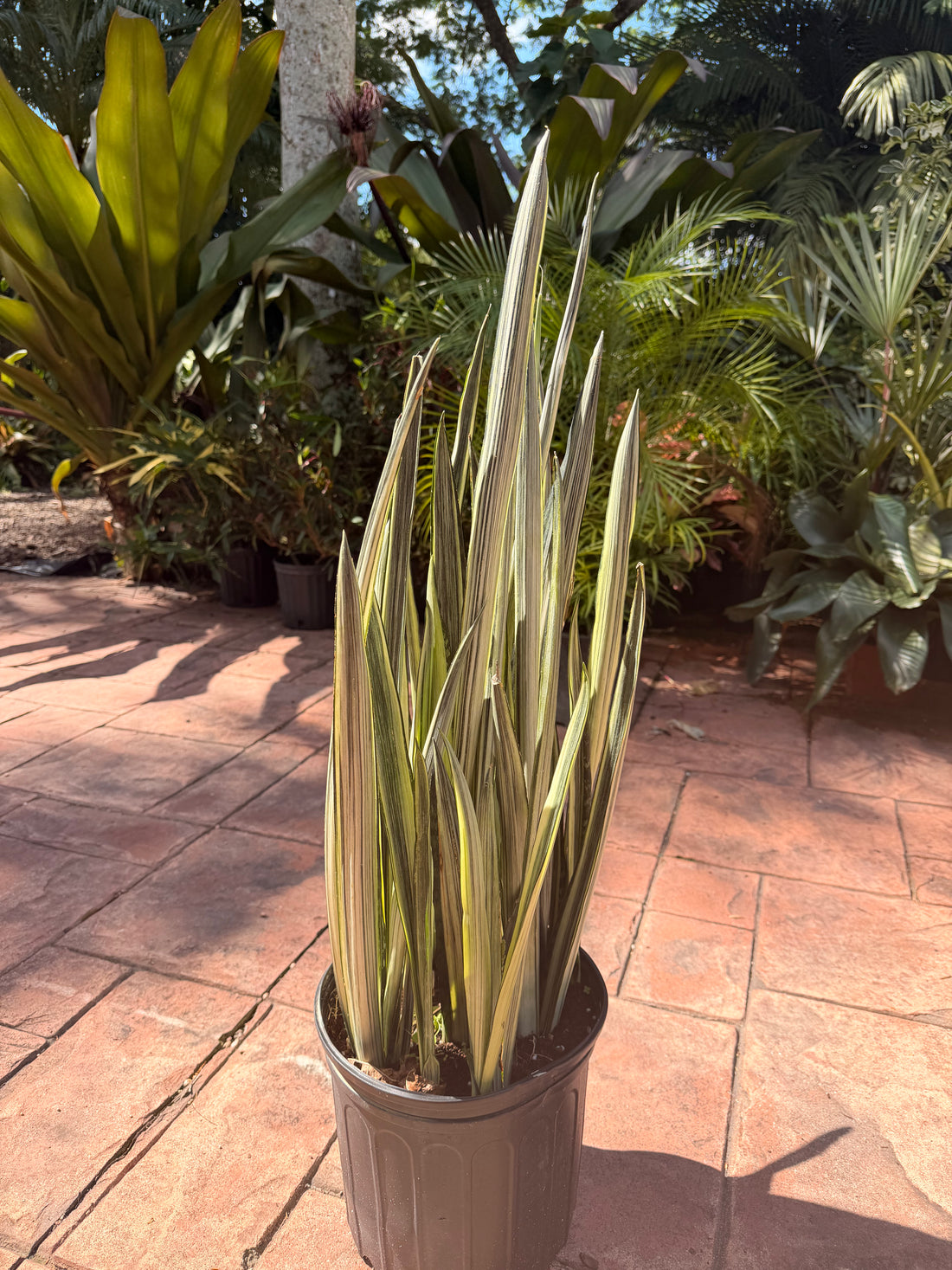 Sansevieria Bantels Sensation, 10” pot