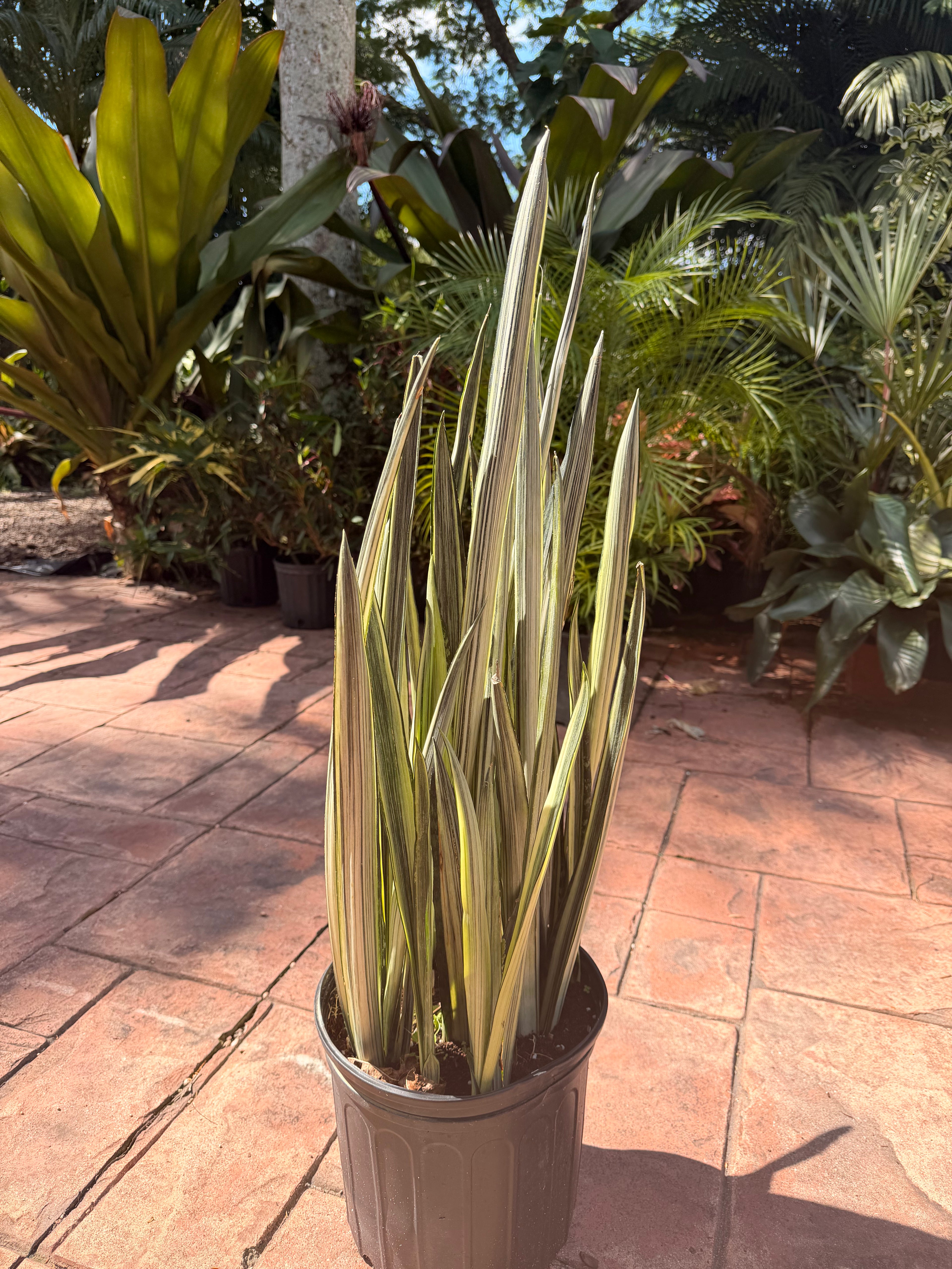 Sansevieria Bantels Sensation, 10” pot