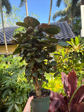 Load image into Gallery viewer, Aralia Fabian, 6” pot