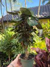 Load image into Gallery viewer, Aralia Fabian, 6” pot