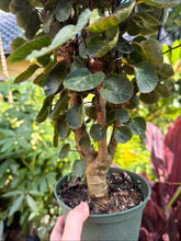 Load image into Gallery viewer, Aralia Fabian, 6” pot