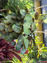 Load image into Gallery viewer, Aralia Fabian, 6” pot