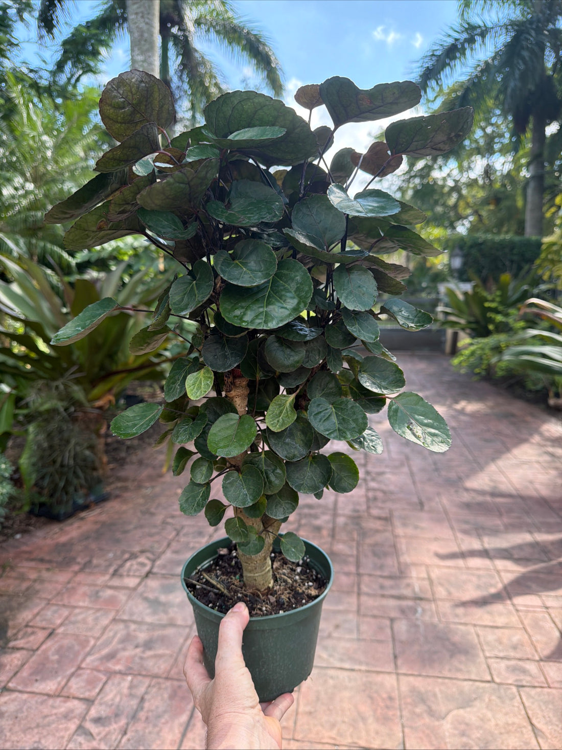 Aralia Fabian, 6” pot