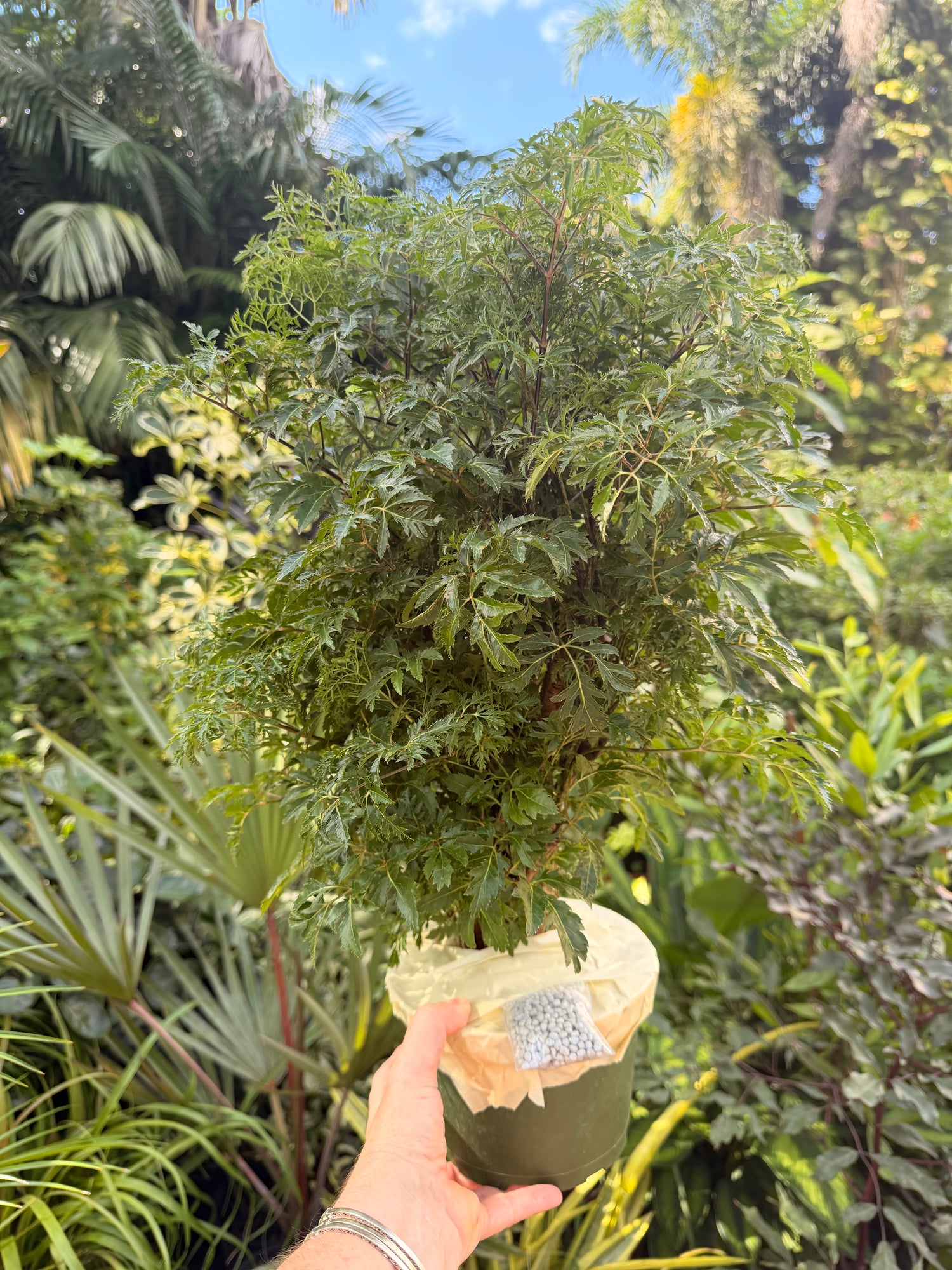 Aralia Ming, 6” pot