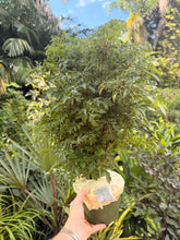 Load image into Gallery viewer, Aralia Ming, 6” pot