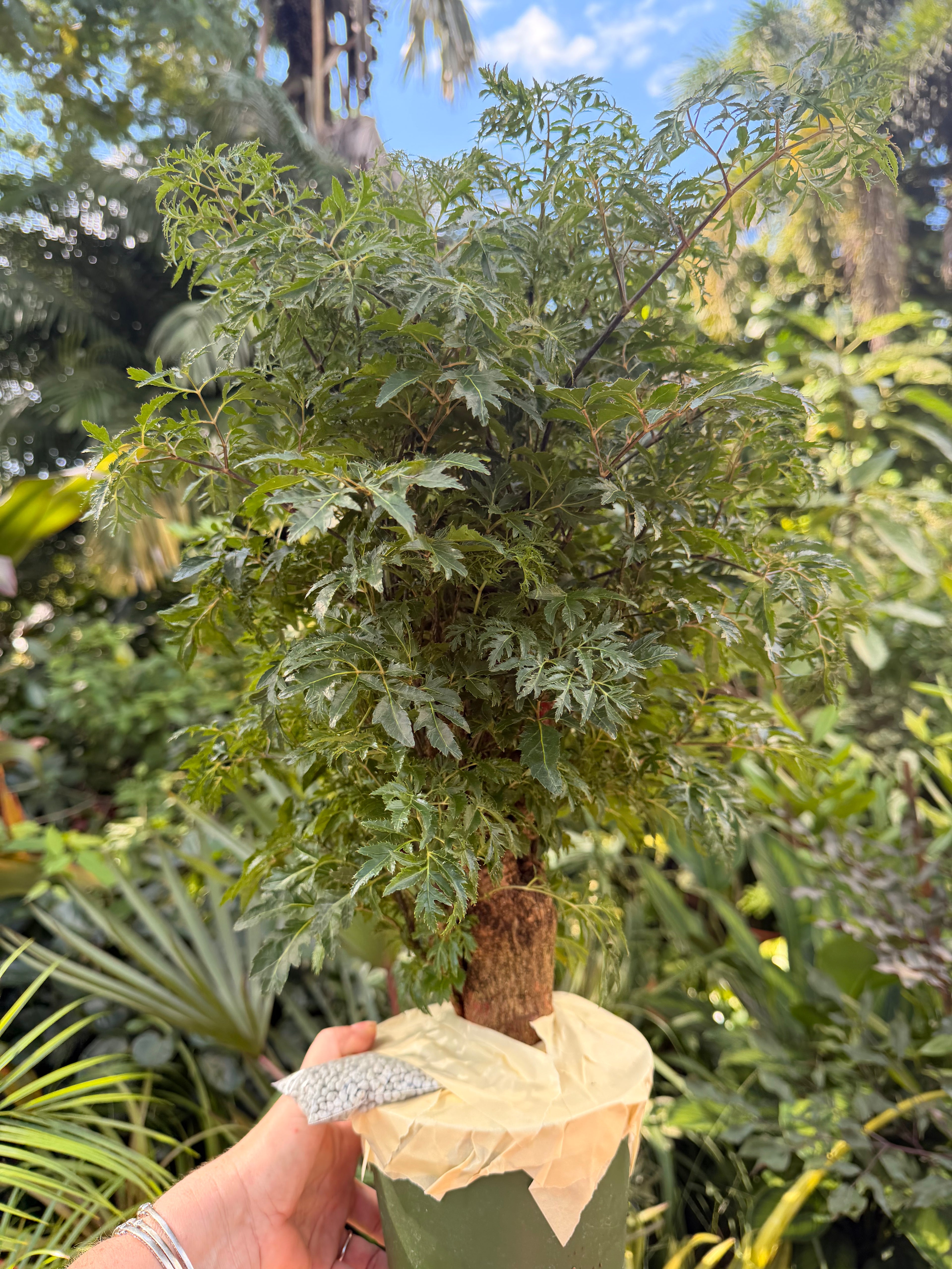 Aralia Ming, 6” pot