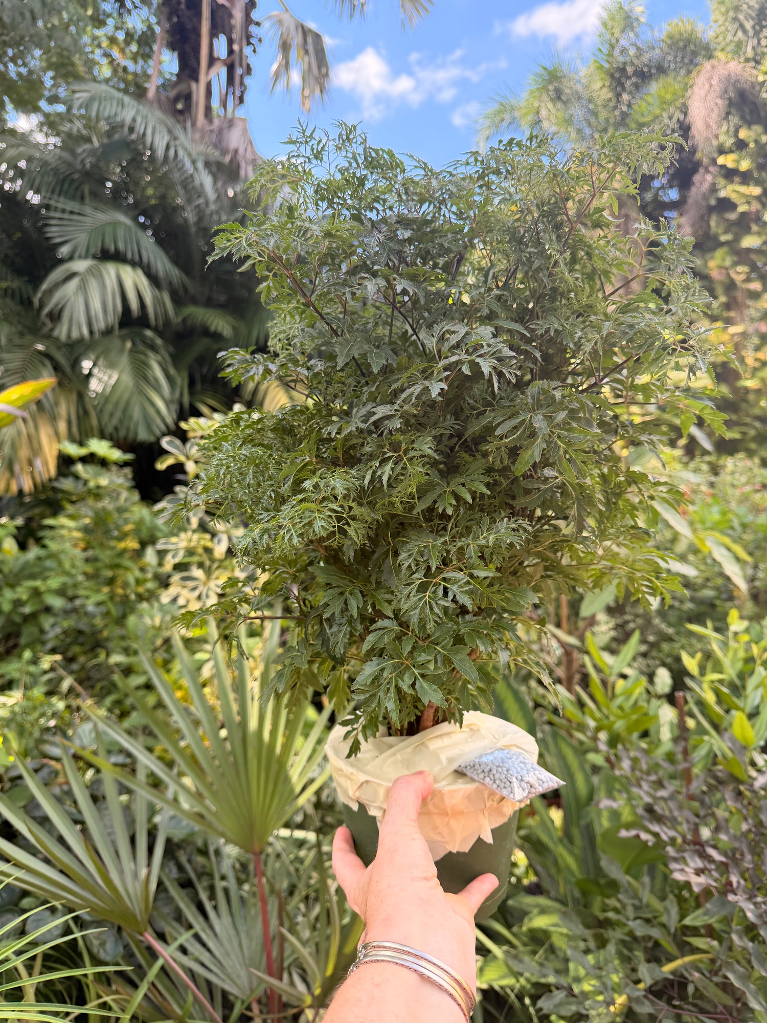 Aralia Ming, 6” pot