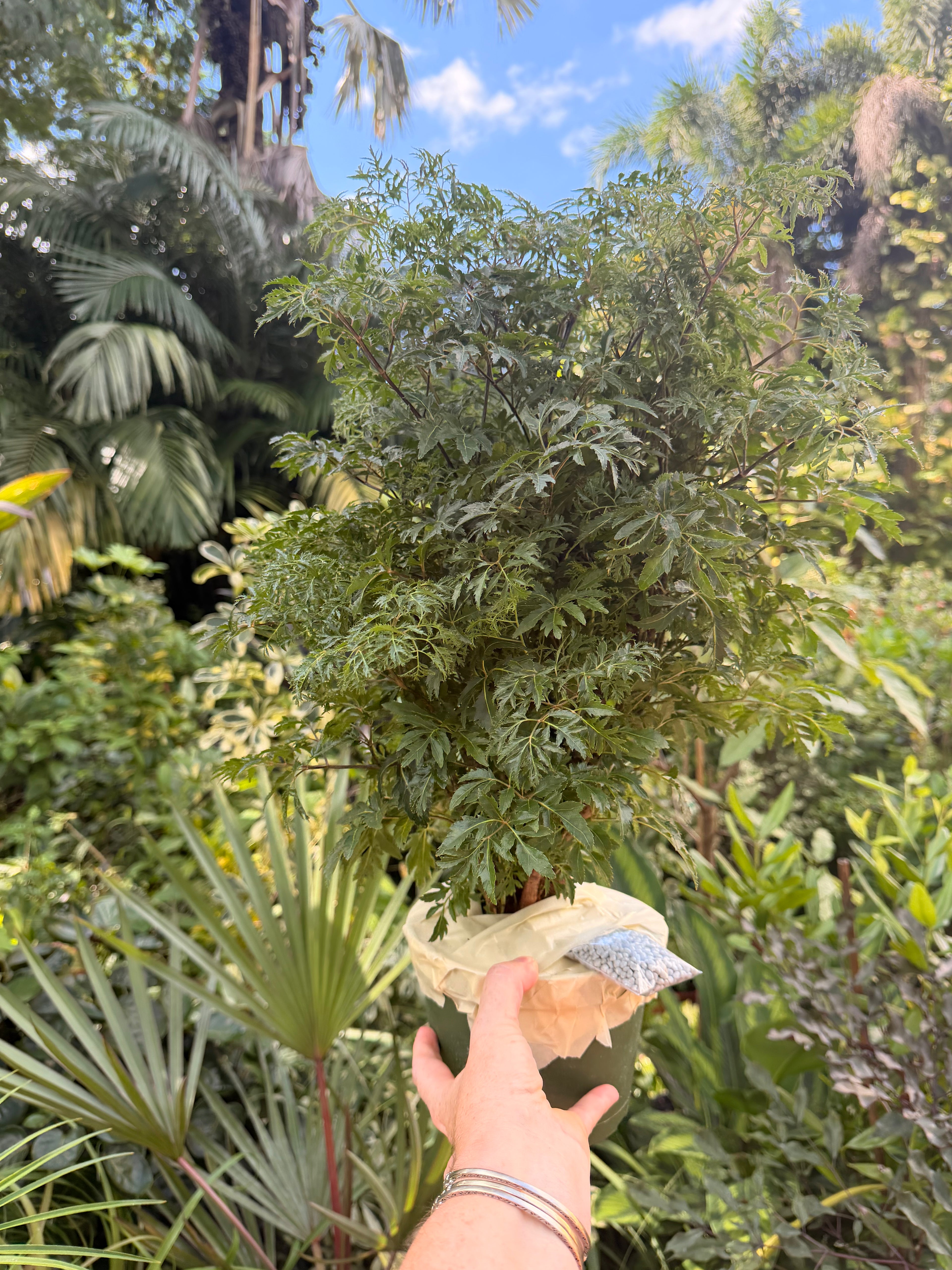 Aralia Ming, 6” pot