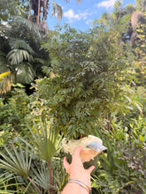 Load image into Gallery viewer, Aralia Ming, 6” pot