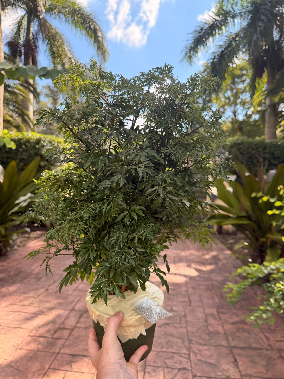 Aralia Ming, 6” pot