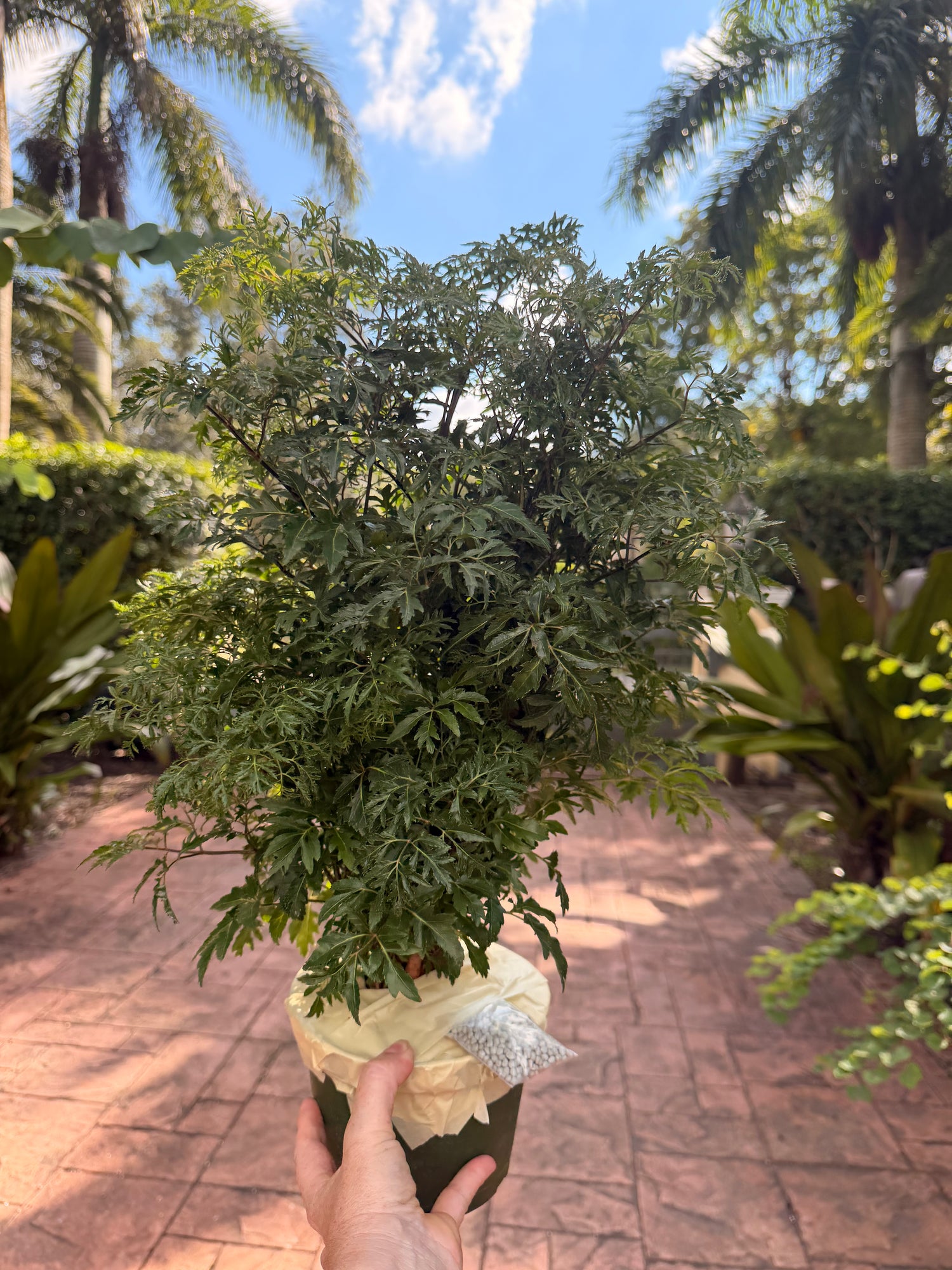 Aralia Ming, 6” pot