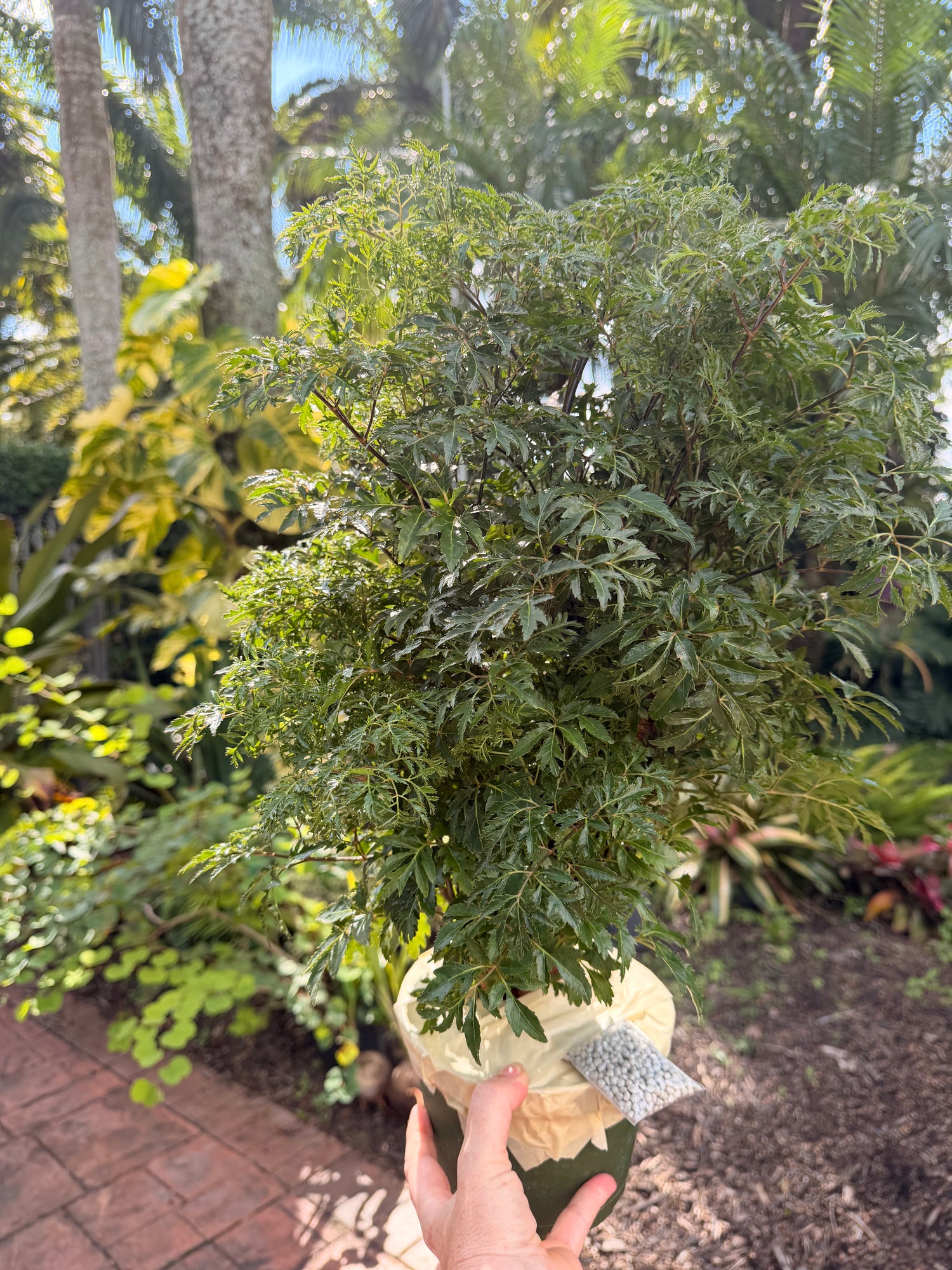 Aralia Ming, 6” pot