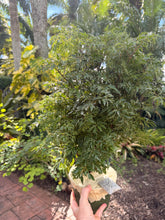 Load image into Gallery viewer, Aralia Ming, 6” pot