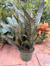 Load image into Gallery viewer, Sansevieria Robusta, 8” pot