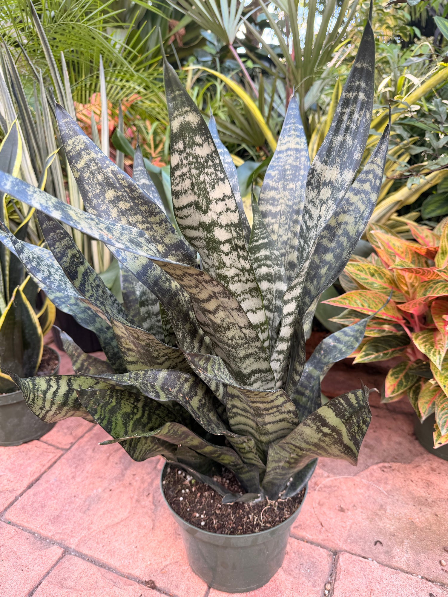 Sansevieria Robusta, 8” pot