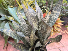 Load image into Gallery viewer, Sansevieria Robusta, 8” pot