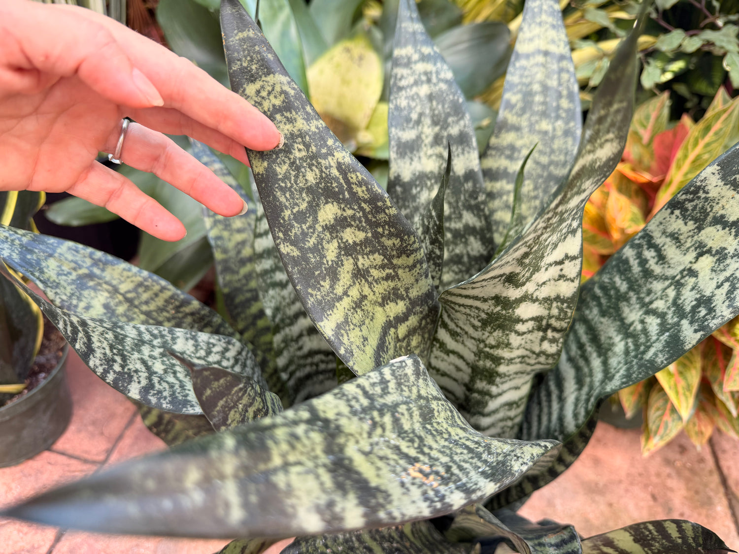 Sansevieria Robusta, 8” pot