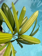 Load image into Gallery viewer, Variegated Rhapis, 1 g pot